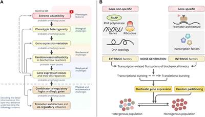 Cis-Regulatory Logic Produces Gene-Expression Noise Describing Phenotypic Heterogeneity in Bacteria